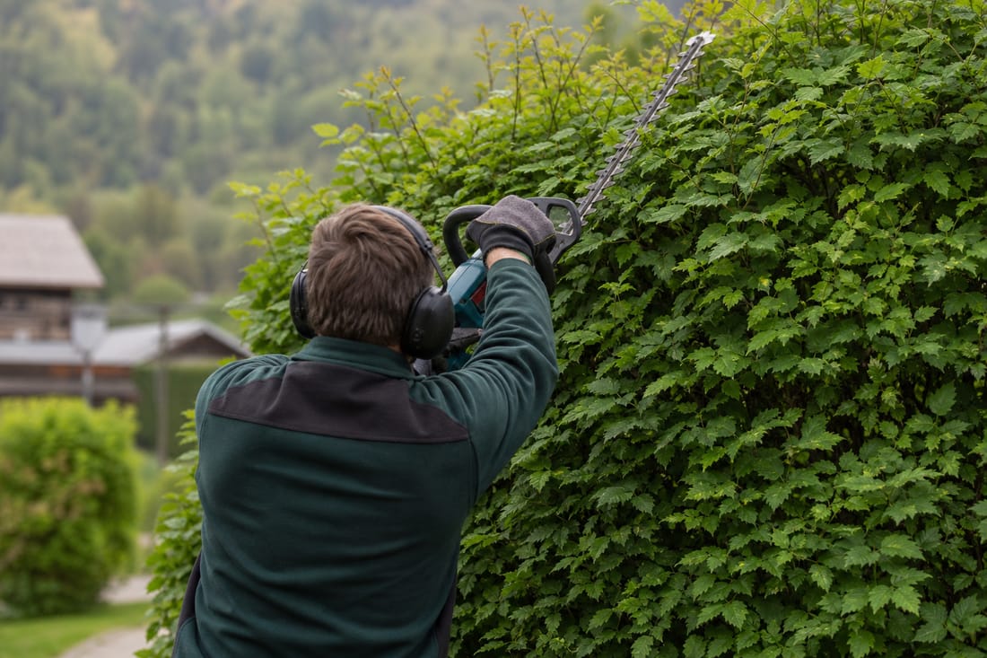 Beispiel: Heckenschnitt von hinten mit professioneller Heckenschere